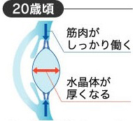 老眼（老視）はこうして起こります